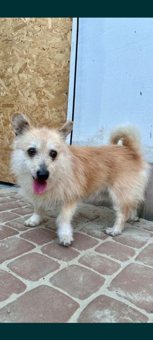 Віддам в добрі руки молодого песика