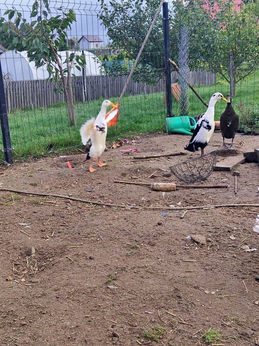 Sprzedam stadko biegusów indyjskich