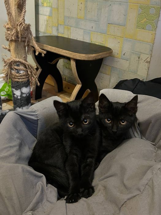 Кошеня/котик киця в добрі руки
