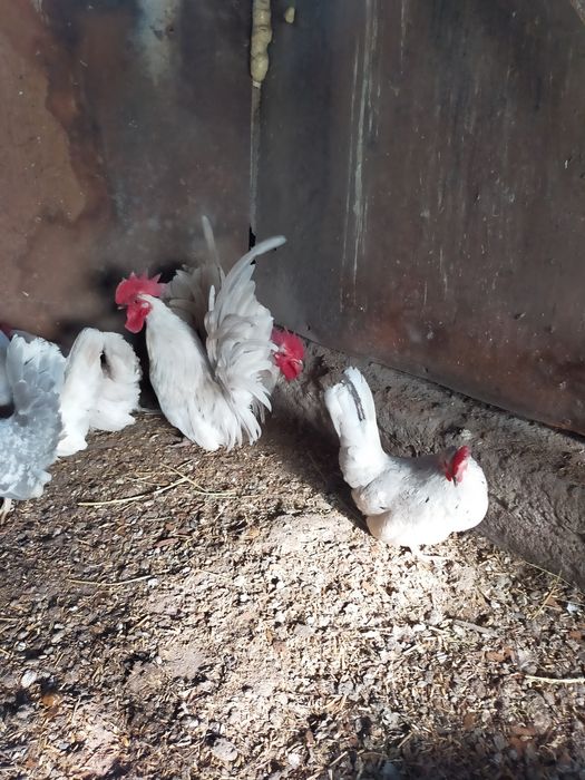 Куры породы Шабо