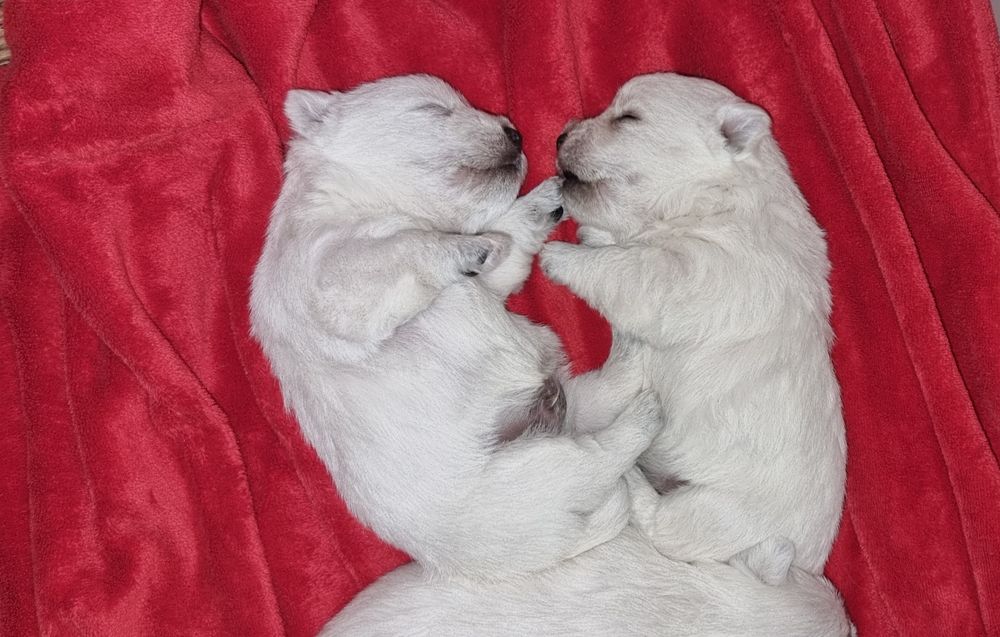 West Highland White Terrier- piesek