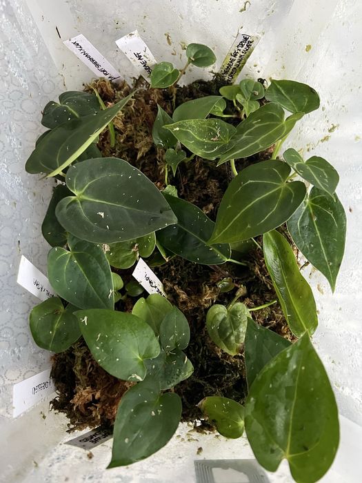 Wymiana Anthurium Anthuria siewka siewki AOS Dressleri Papillilaminum