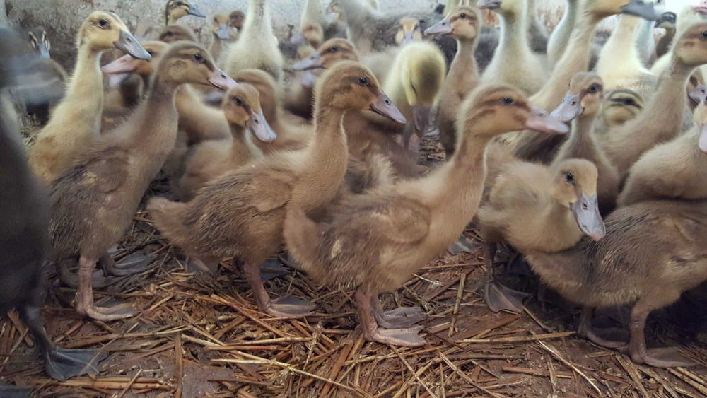 Kaczki różne biegus, mulard do odchowu transport Gratis na miejsca