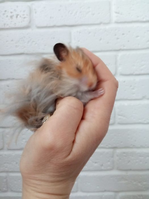 Пушистые мягкие красивые рыжие ручные хомячки купить в Харькове хомяк