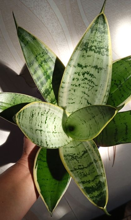 Блек Голд вузьколистий