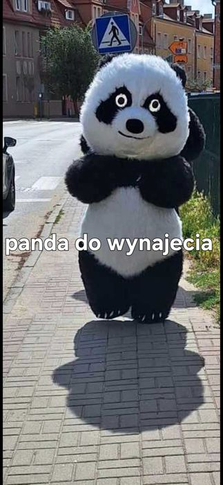 Miś misie do wynajecia na impreze