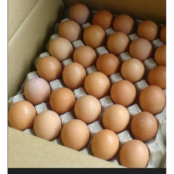 Продаж Інкубаційних Яєць