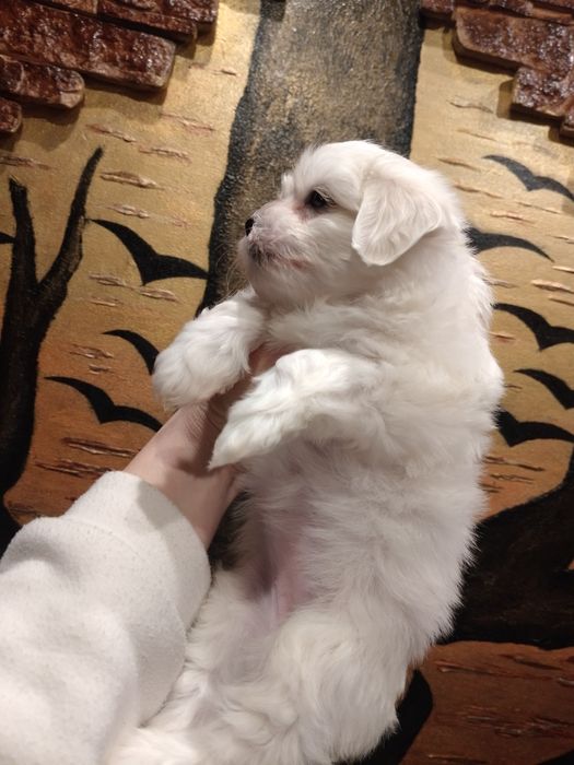 Мальтезе неймовірні