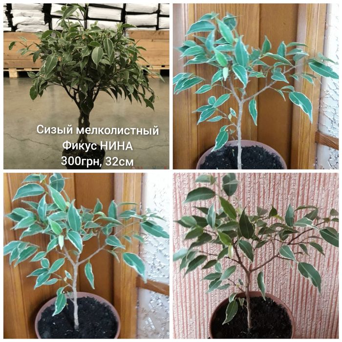 Наташа Нина Кинки Али Виллоза  Старлайт Альбомаргинатус Домино Стаки