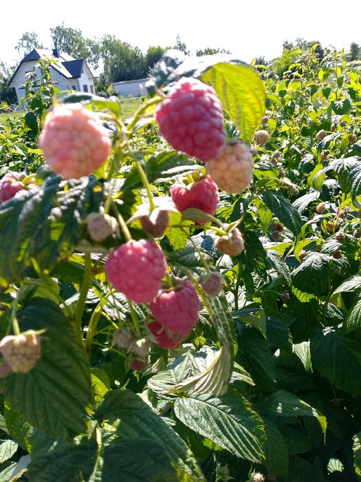 Witam sprzedam sadzonki maliny odmiany Polonez