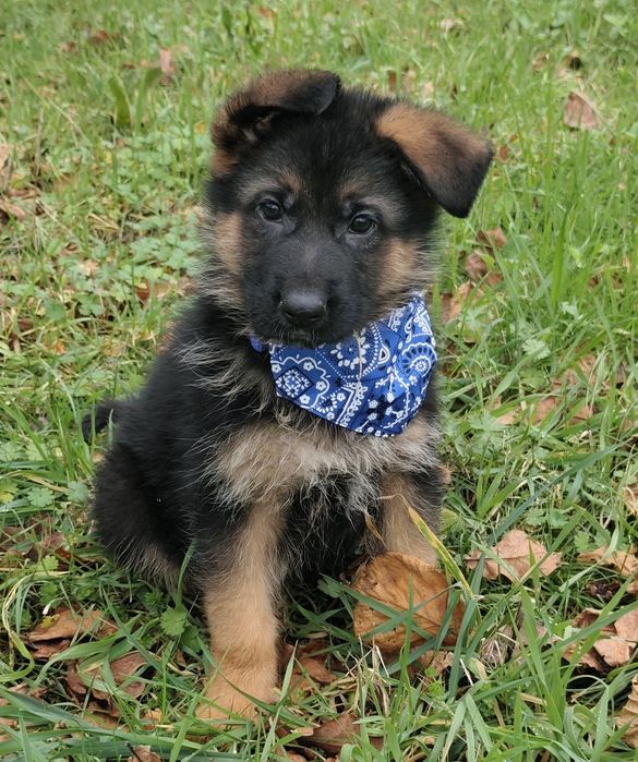 Pastor Alemão com LOP