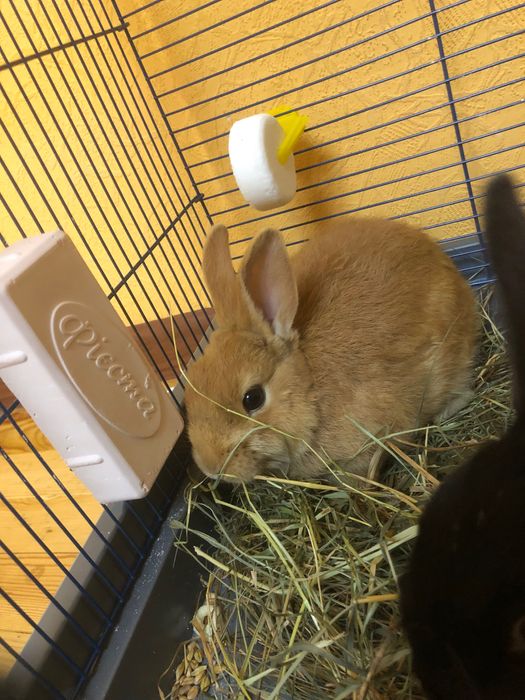 Декоративні кролі