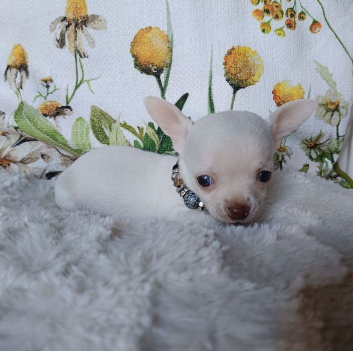 Chihuahua suczka xs