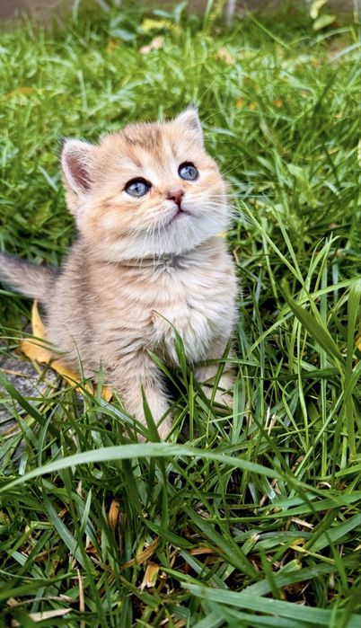 котята кошенята котики