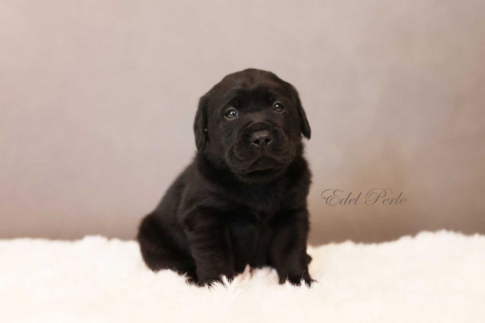 Labrador Retriever Czarny Samiec ZKwP FCI