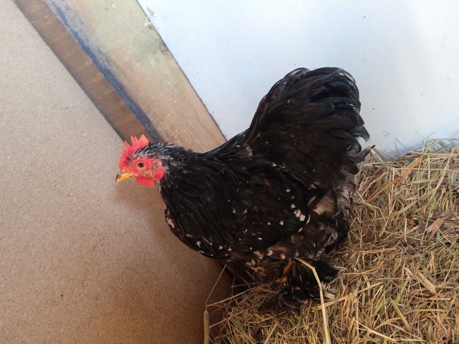 Kury rasowe brachmy kochiny liliputy karzełki łapciate  silki