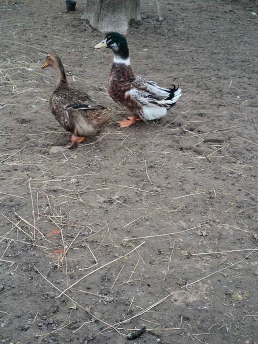 Kaczory, koguty młode