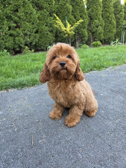 Cavapoo  szczeniak piesek suczka