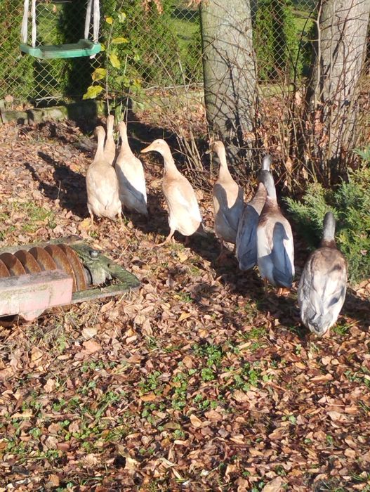 Kaczki ozdobne biegusy