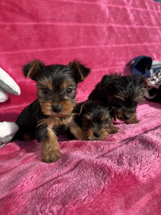 Цуценята йорк терєр