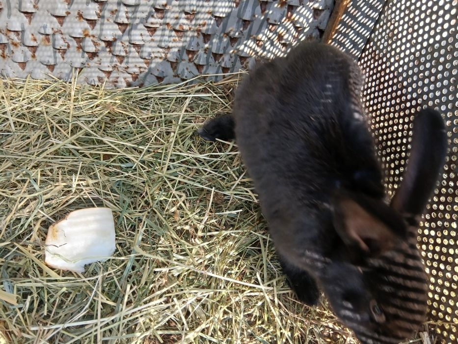 Sprzedam młodego samca