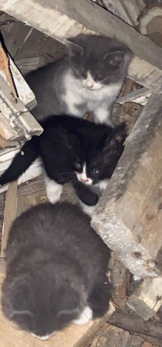 Котята в добрые руки