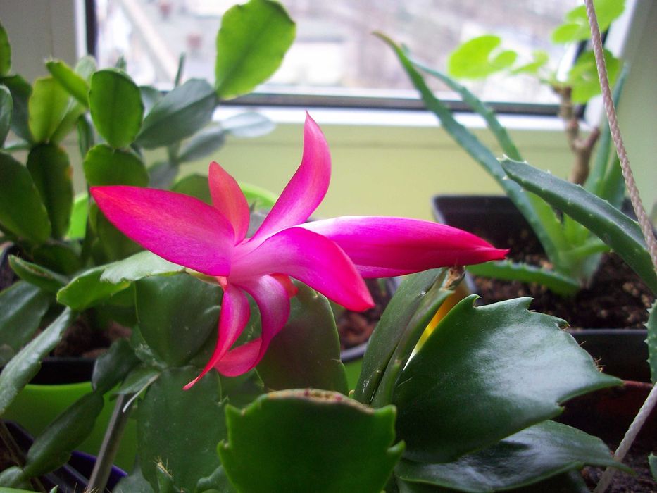 Зигокактусы Декабрист Шлюмбергера Пасхальник СегментыКомплект 10сортов