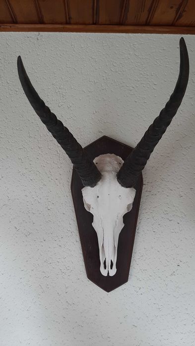 Trofeu Caça 2 Crâneos em Placa de Madeira