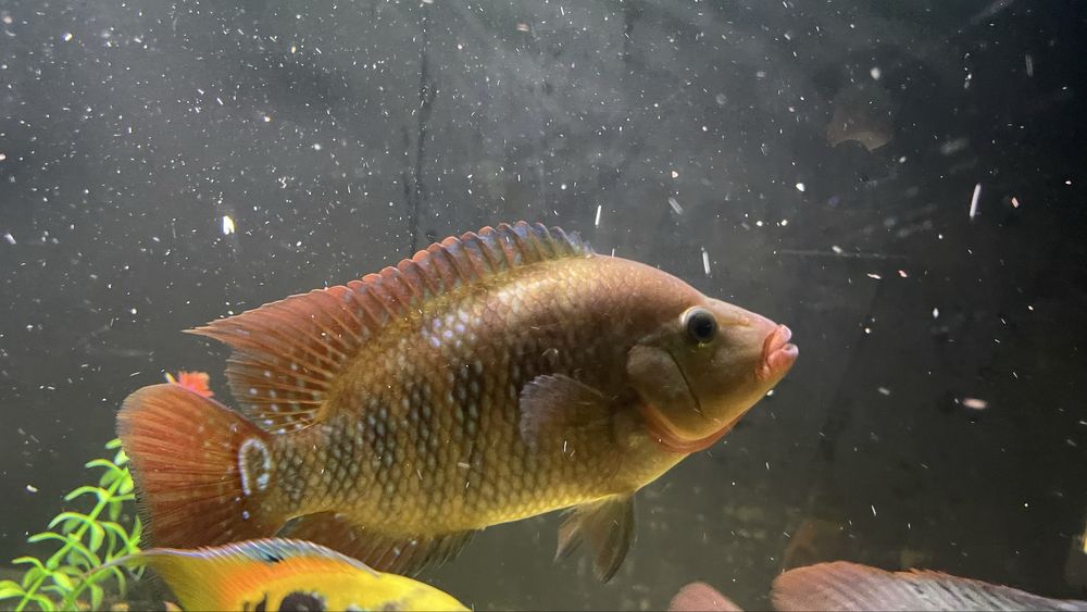 Vendo Red Terror macho