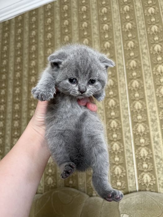Продам котят британцев
