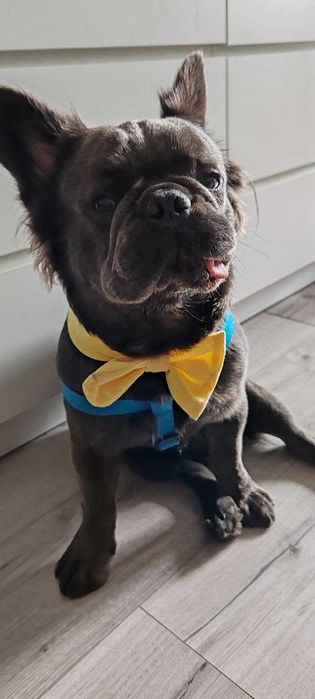 Загубили собаку, французький бульдог просьба вернуть за большое вознаг