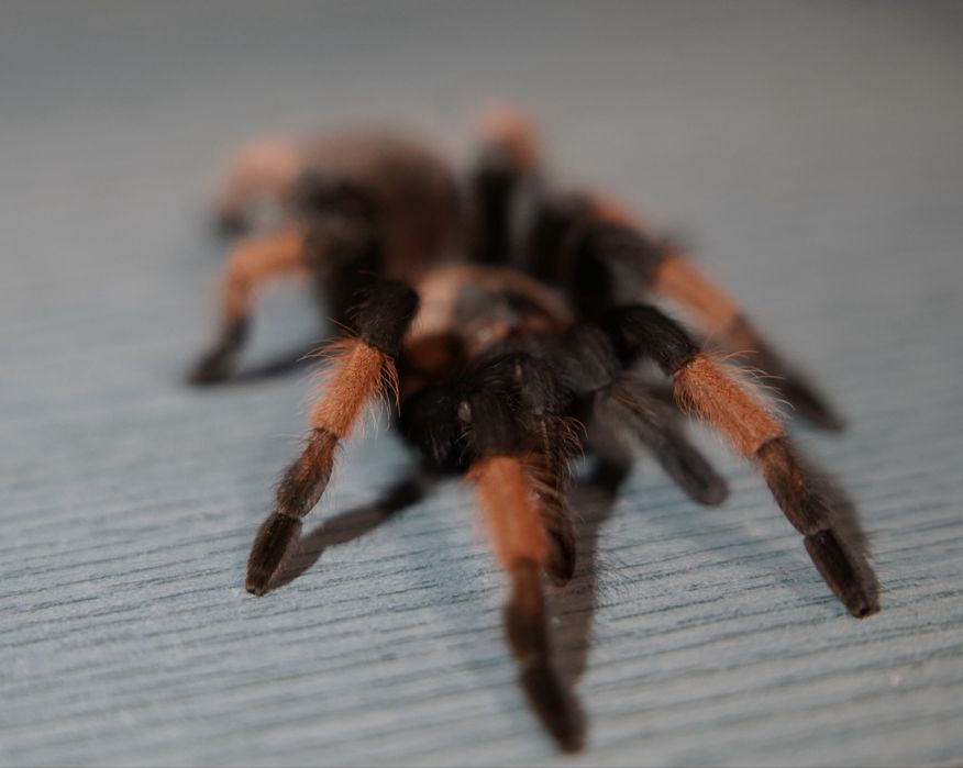 Skakun królewski Phidippus regius SAMICA white bahamas SKAKUNY L8