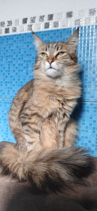 Продам дівчинку Мейн кун