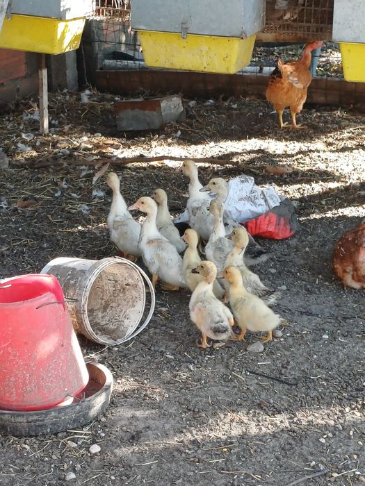 Patos/as para venda