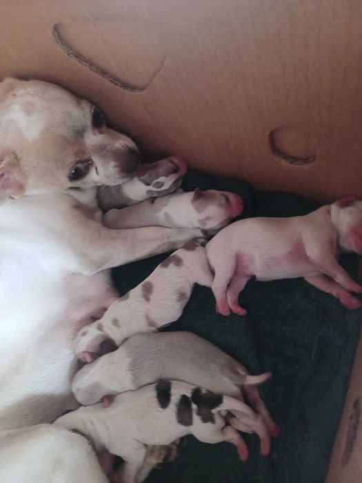 Animais lindissimos