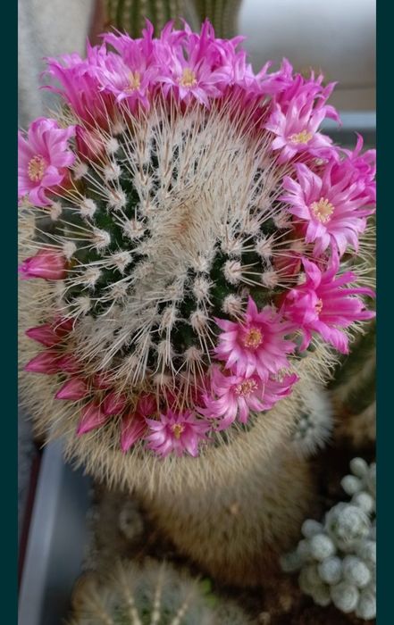 Кактус Мамілярія