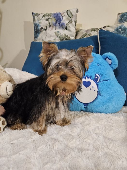 Śliczny piesek  rodzice badania DNA