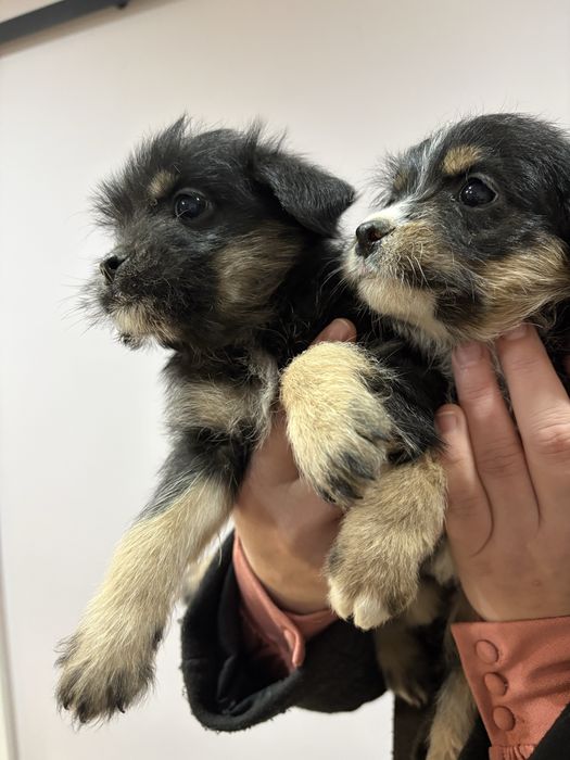 Oddam przeslodkie szczeniaki w dobre rece