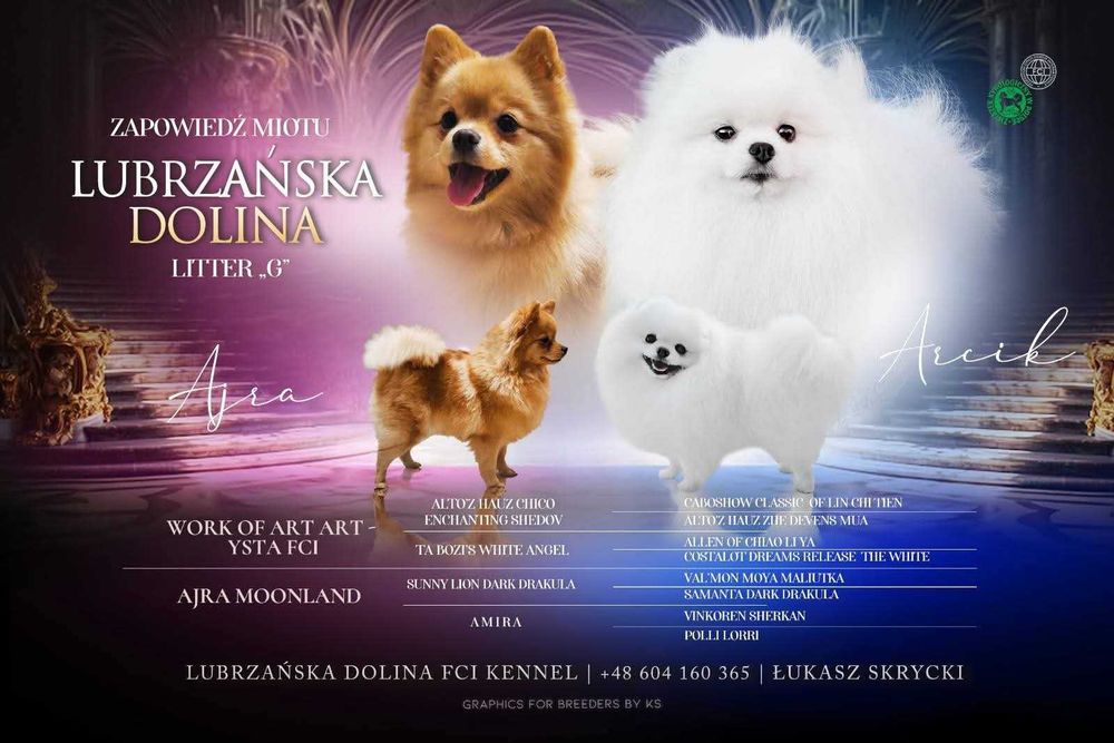 Szpic miniaturowy FCI