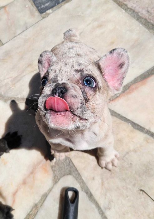 Bulldog francês negócio