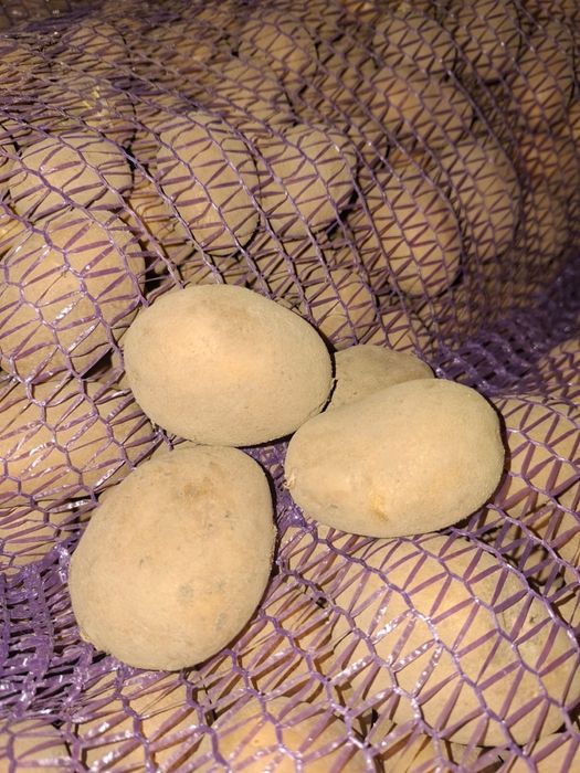 Продам картофель оптом, Полтавская обл.