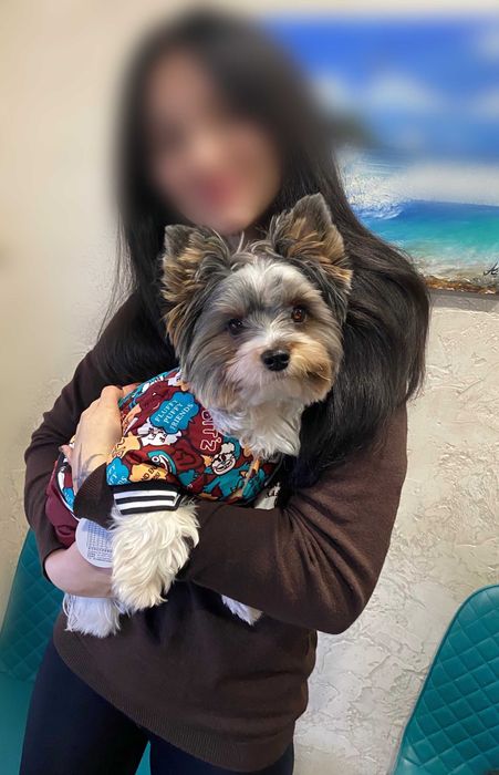 Красивый мальчик Бивер Йорк вязка