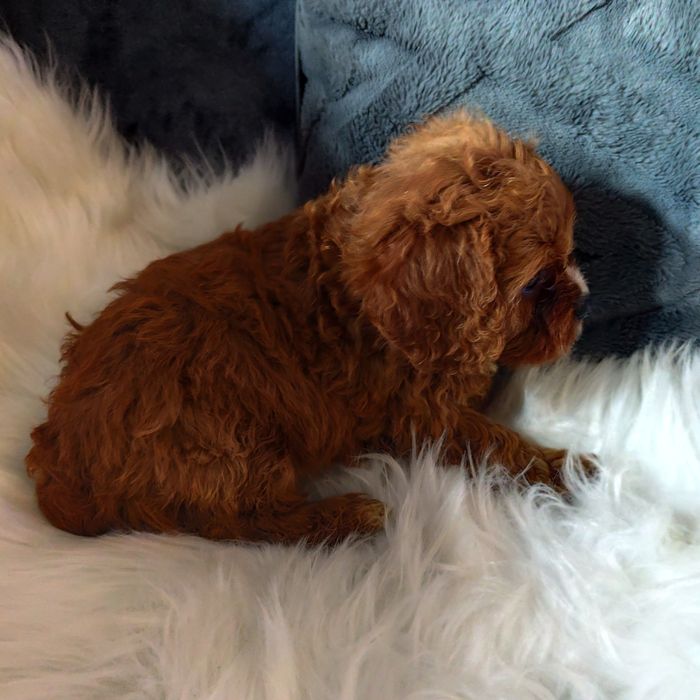 Cavapoo f1 chłopak*małopolska