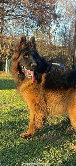 Owczarek niemiecki szczeniak