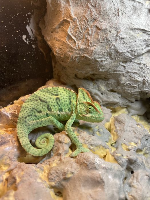 Terrarium z wodospadem dł:60 szer:40 wys:90(kameleon,gekon)