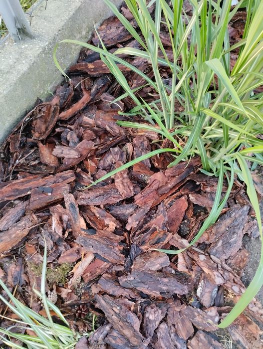 Kora                         .