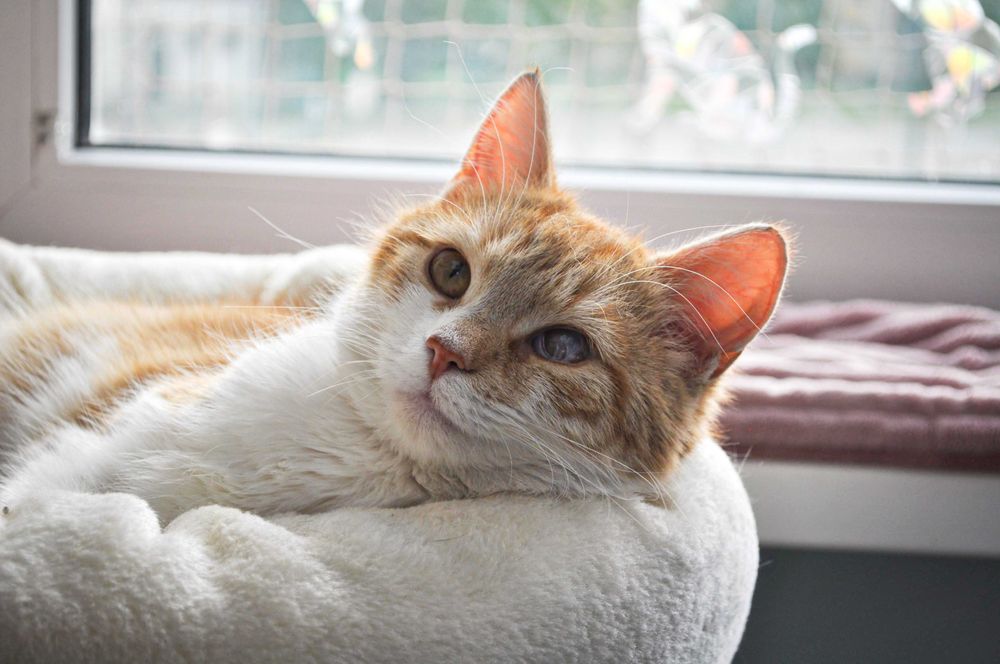 Asha - kotka do adopcji