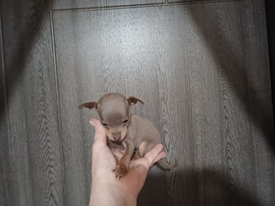 Крошка сладошку девочка