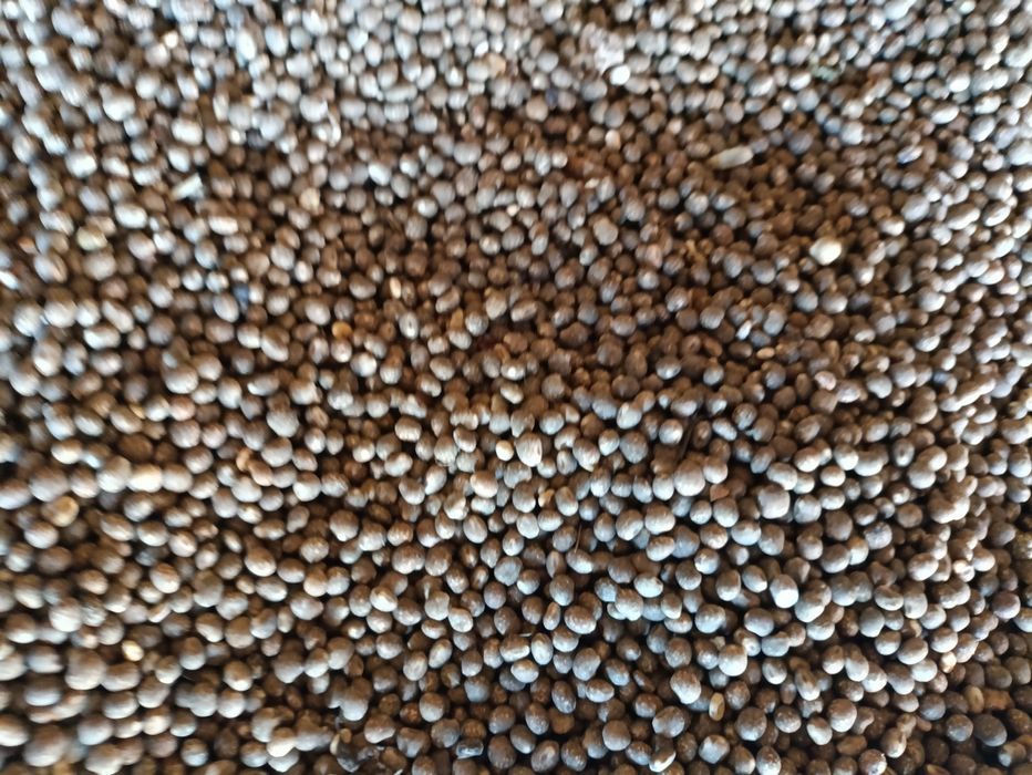 Łubin wąskolistny gorzki.