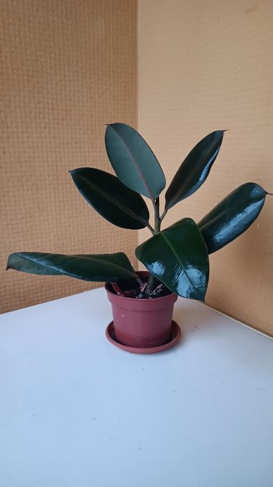 Фикус каучуконосный (эластика)